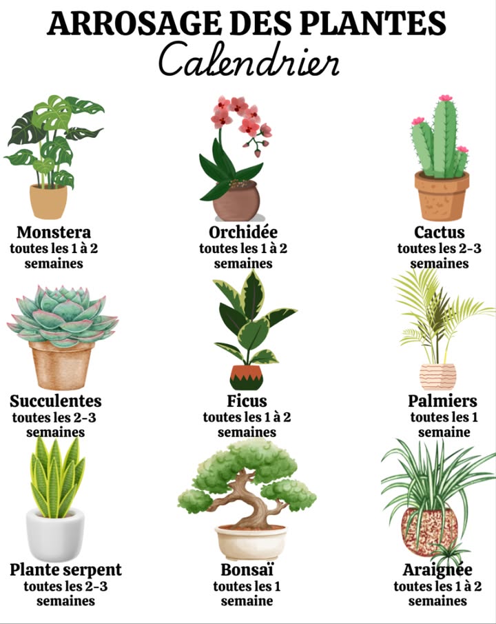 Arrosage des Plantes : Calendrier Pratique

Un bon arrosage est la clé de plantes en bonne santé. Voici un guide simple pour hydrater vos plantes selon leurs besoins :

1 Monstera
 1 à 2 fois par semaine
駱 Arrosez quand le sol est sec au toucher

2 Orchidée
 1 à 2 fois par semaine
 Utilisez un substrat spécial avec bon drainage

3 Cactus
 Tous les 15 à 20 jours
 Arrosez seulement lorsque le sol est entièrement sec

4 Succulentes
 Tous les 15 à 20 jours
 Sol drainant et arrosage uniquement à sec

5 Ficus
 1 à 2 fois par semaine
 Vérifiez toujours lhumidité avant darroser

6 Palmier
 1 à 2 fois par semaine
 Préfère un sol légèrement humide et bien drainé

7 Sansevière Plante Serpent
 Tous les 15 à 20 jours
華 Arrosez uniquement si le sol est bien sec

8 Bonsaï
 1 à 2 fois par semaine
 Arrosez dès que la surface est légèrement sèche

9 Plante Araignée Chlorophytum
 1 à 2 fois par semaine
 Arrosage régulier pour une belle croissance

 Conseil général : Toujours vérifier lhumidité du sol avant darroser. Mieux vaut trop sec que trop humide.