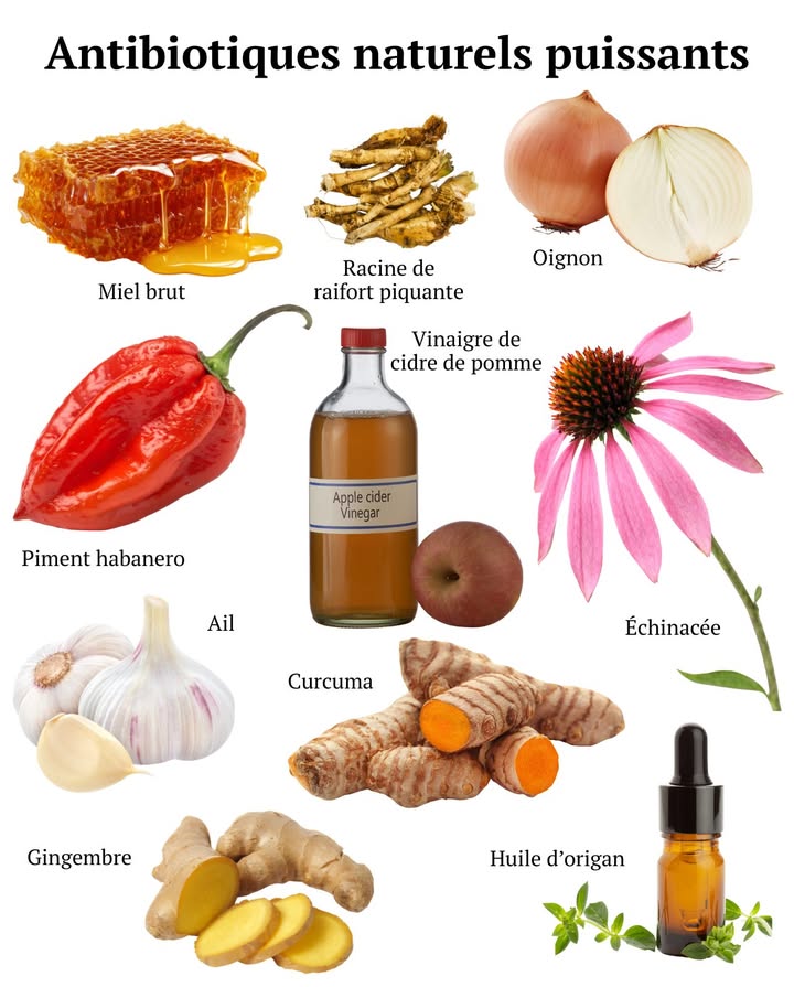 Antibiotiques naturels puissants