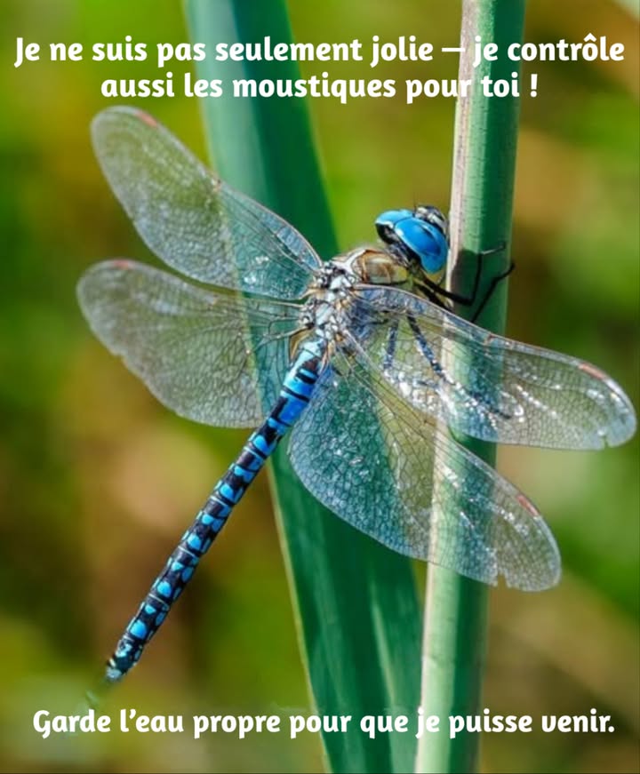 栗 Libellulidae : la libellule

Volatrice gracieuse et prédatrice des moustiques, la libellule incarne lharmonie des milieux aquatiques.
Présente dans les zones humides saines, elle participe à la régulation naturelle des insectes et à la richesse de la biodiversité.

 Le maintien deaux propres et la présence de plantes aquatiques favorisent son habitat et son cycle de vie.
