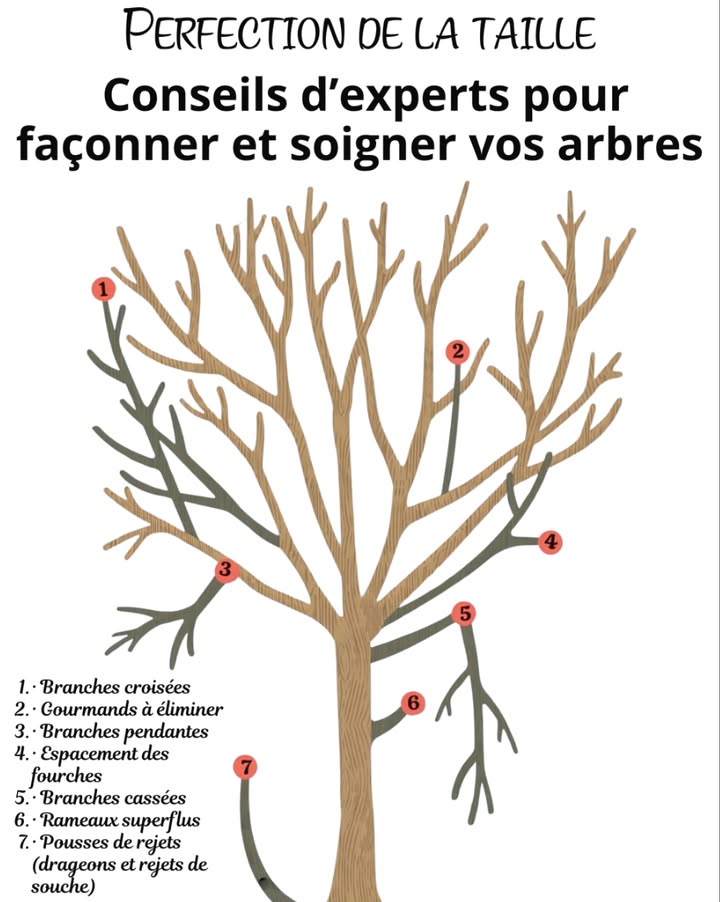 La perfection de la taille  Conseils dexperts pour façonner et soigner vos arbres 

 Quand tailler selon le type darbre
 Caducs : fin dhiver ou début de printemps  également fin dété
 Persistants : fin dhiver ou début dété selon lespèce
 Fruitiers : en hiver durant la dormance

 Outils adaptés
 Sécateur  petites branches
 Ébrancheur  branches moyennes
漢 Scie délagage  branches épaisses et ligneuses

 Techniques clés pour une taille saine
 Faire une coupe nette juste au-dessus du collet de la branche
 Retirer les branches mortes, croisées ou malades
 Conserver la silhouette naturelle de larbre en évitant les tailles trop sévères

 Erreurs fréquentes à éviter
 Tailler trop fortement ou en période de chaleur extrême
 Réaliser des coupes mal positionnées ou incomplètes
 Laisser des moignons qui retardent la cicatrisation

喙 Soins après la taille
 Employer des outils propres et bien affûtés
 Protéger les grosses coupes avec un mastic cicatrisant si besoin
 Préserver lécorce et surveiller les plaies ouvertes

識 Prévention des maladies
 Désinfecter régulièrement les outils alcool ou solution deau de Javel à 10 %
 Limiter les coupes inutiles
 Observer lévolution de larbre et protéger ses zones fragiles

 Bienfaits dune taille réussie
 Améliore la résistance au vent
 Favorise la pénétration de la lumière
 Stimule une croissance équilibrée et vigoureuse

 Tailler un arbre est un art qui le renforce, lembellit et prolonge sa vitalité. Réalisée avec maîtrise et respect, la taille devient un geste essentiel pour un paysage durable et harmonieux.