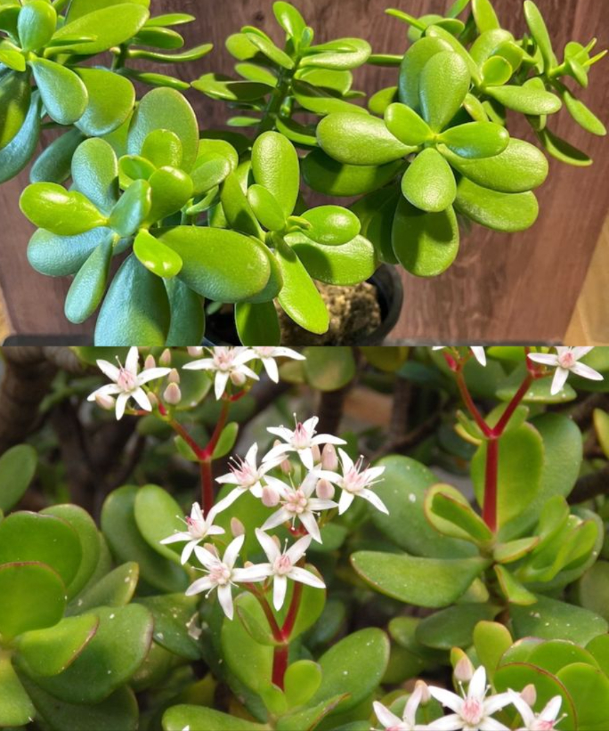Pourquoi tout le monde devrait avoir un Crassula plante de jade à la maison
Un trésor vert transmis par les anciens, aussi décoratif que bénéfique.

1 Symbole de prospérité : En Feng Shui, elle attire richesse, chance et longévité.
2 Ultra facile à entretenir : Idéale pour les débutants comme pour les passionnés.
3 Purifie lair : Absorbe les toxines et libère de loxygène pour un intérieur plus sain.
4 Apaise le stress : Sa simple présence réduit lanxiété et favorise le bien-être.
5 Énergie positive : Placée au sud-est, elle booste les énergies financières.
6 Héritage vivant : Se bouture facilement et se transmet de génération en génération.

 Une plante porte-bonheur, utile et chargée dhistoire, à adopter sans hésiter.