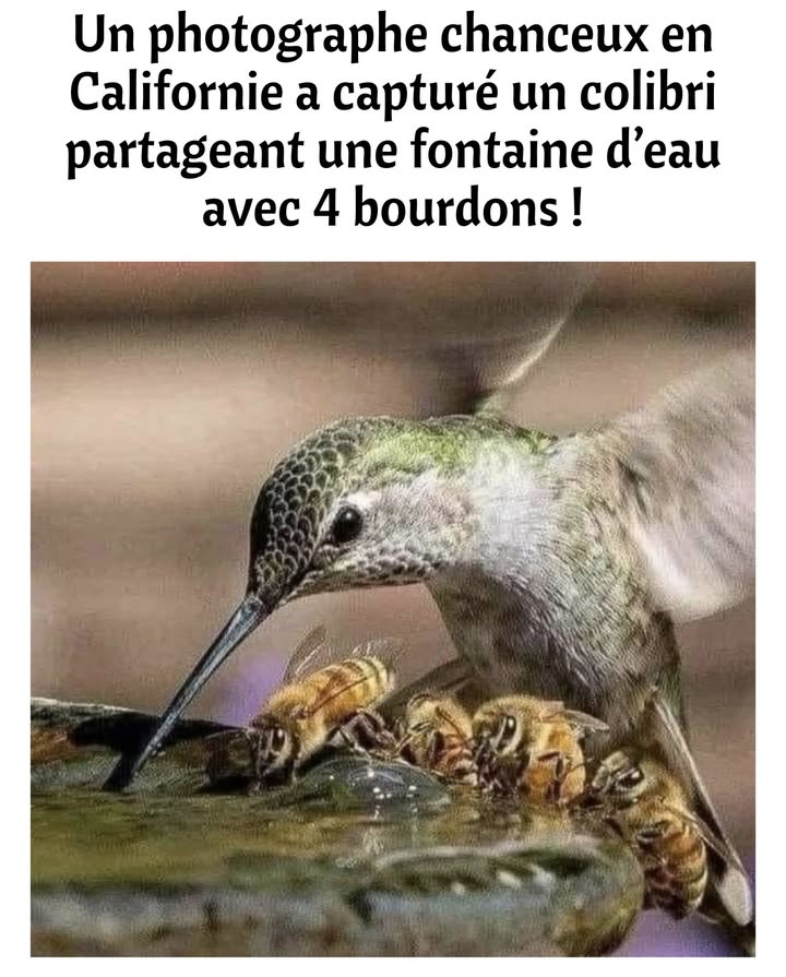 Un instant rare de la nature 

Un colibri, symbole de légèreté et de vie, partage une simple fontaine deau avec quatre bourdons.
Deux mondes différents unis par un même besoin vital : leau.

 Le colibri, infatigable butineur, bat des ailes à une vitesse incroyable.
 Les bourdons, doux géants du jardin, travaillent sans relâche pour polliniser les fleurs.

Cet instant figé par lobjectif nous rappelle que la nature vit en équilibre, dans lharmonie et le respect des besoins de chacun.

 Une rencontre inattendue, une leçon silencieuse de cohabitation et de beauté naturelle.