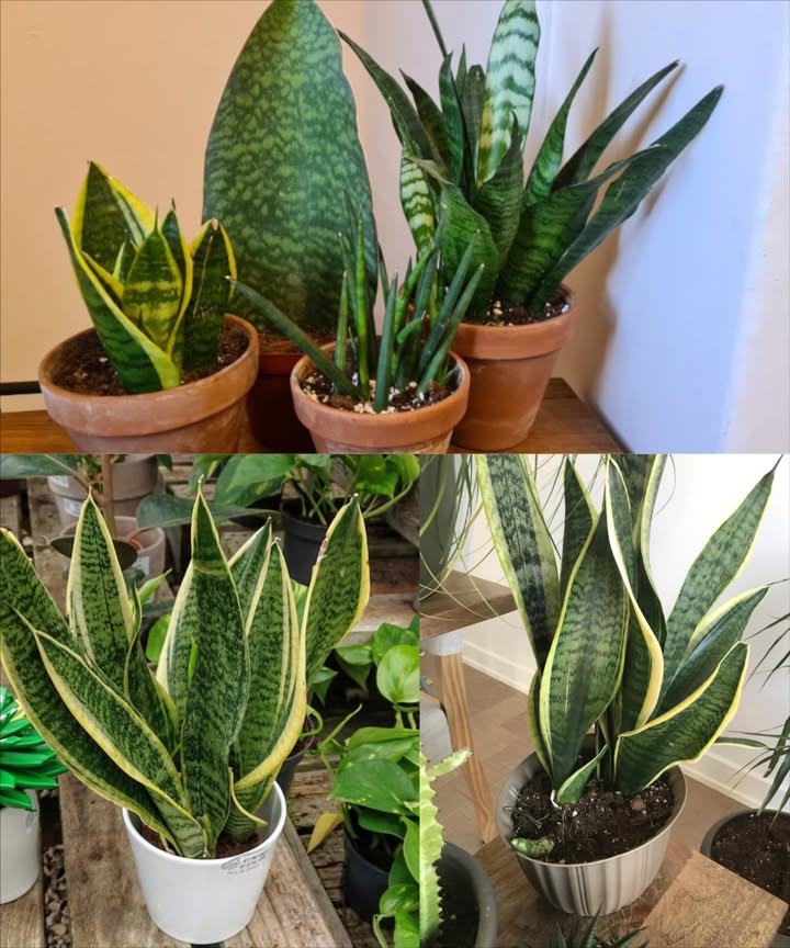 Versez ceci dans le pot de votre Sansevieria et regardez pousser des lames vertes majestueuses
Des soins simples pour une plante presque indestructible.

 Arrosage maîtrisé :
 Printemps/été : tous les 8 à 10 jours
 Hiver : tous les 20 à 30 jours
 Toujours laisser sécher complètement le substrat entre deux arrosages

 Type deau :
 Leau du robinet convient parfaitement
 Pas besoin de filtrer, même avec du calcaire

讀 Engrais maison naturel :
 Faites macérer des coquilles dœufs dans de leau bouillante
 Laissez reposer 10 à 14 jours
 Filtrez et arrosez une fois par mois avec ce concentré minéral

 Résultat : une Sansevieria éclatante, résistante et purificatrice, avec un feuillage dense et vibrant.