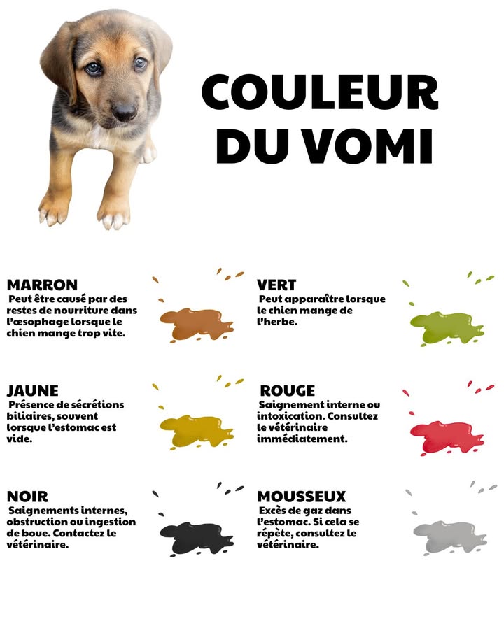 Guide des couleurs du vomi chez le chien 

Observer la couleur du vomi dun chien peut aider à comprendre son état de santé. Chaque teinte révèle une cause possible et permet dagir rapidement.

 Marron  présence de restes alimentaires dans lœsophage, souvent lorsque le chien mange trop vite.
 Jaune  bile gastrique, typique lorsque lestomac est vide.
 Vert  ingestion dherbe ou reflux biliaire.
 Noir  possible saignement interne, obstruction ou ingestion de boue.
 Rouge  sang dans le vomi, souvent signe dhémorragie ou dintoxication.
 Blanchâtre et mousseux  excès de gaz dans lestomac.

Surveiller ces signes permet de mieux protéger la santé et le bien-être du chien au quotidien. 

#GuideCouleurs #SantéCanine #BienÊtreAnimal