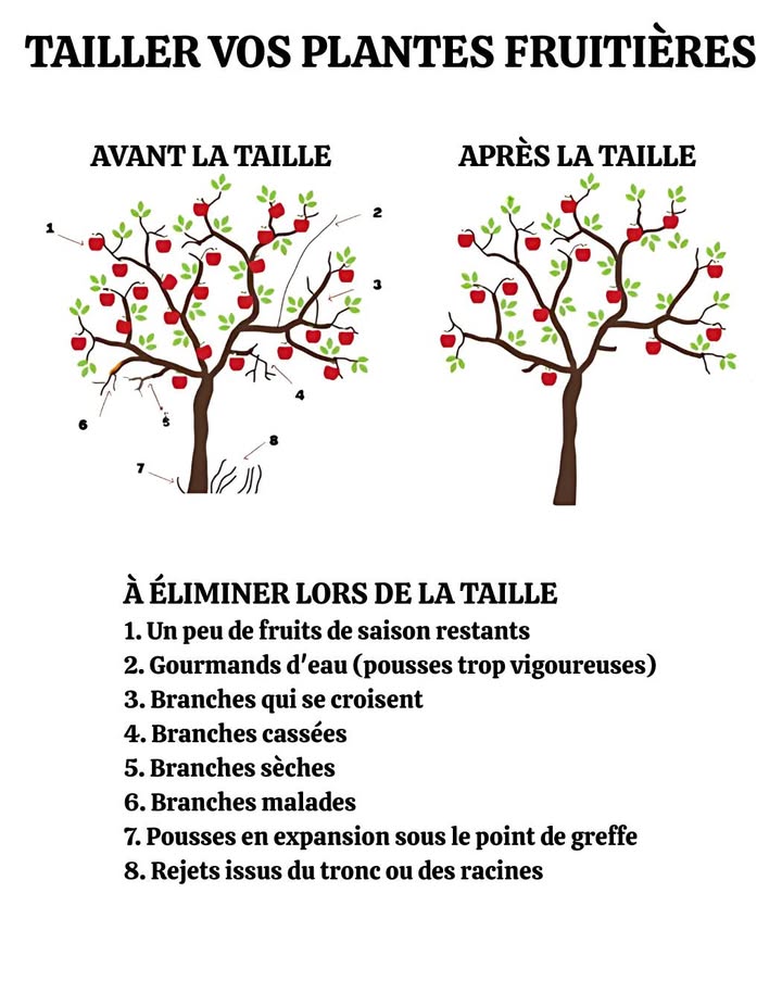 Tailler un pommier : les bons gestes pour un arbre sain et productif 

藺 Matériel utile
 Sécateur affûté ou scie délagage
 Alcool ou Javel diluée pour désinfecter
 Gants de protection
 Tuteur pour les jeunes sujets

 Choisir la bonne forme
 Axe central : idéal pour pommiers, poiriers, cerisiers. Un tronc principal, des branches bien espacées, et une belle structure en pyramide.
 Centre ouvert gobelet : parfait pour pêchers, nectariniers et certains pommiers. Plus de lumière et dair = moins de maladies et récolte facilitée.

 Former un jeune arbre
 Maintenez le tronc droit avec un tuteur la première année
 Supprimez les rameaux concurrents du tronc principal
 Premier étage de branches à 6090 cm du sol, puis espacez les étages de 60 cm minimum

 Taille régulière
 En été entretien :
 Raccourcir les jeunes pousses
 Supprimer les branches qui se croisent ou poussent vers lintérieur
 Éliminer les gourmands et rameaux inutiles
 Aérer la ramure

 En fin dhiver rénovation :
 Enlever bois mort, malade ou cassé
 Dégager le centre de larbre
 Tailler au-dessus dun bourgeon tourné vers lextérieur

 Éclaircissage juin-juillet
Retirer les petits fruits et garder 1 à 2 pommes par grappe. Moins de charge = récolte plus généreuse et fruits de meilleure qualité.

 Petit plus malin
Supprimez rejets et rameaux non productifs pour concentrer la sève sur les fruits. Des pommes plus grosses, juteuses et savoureuses garanties.