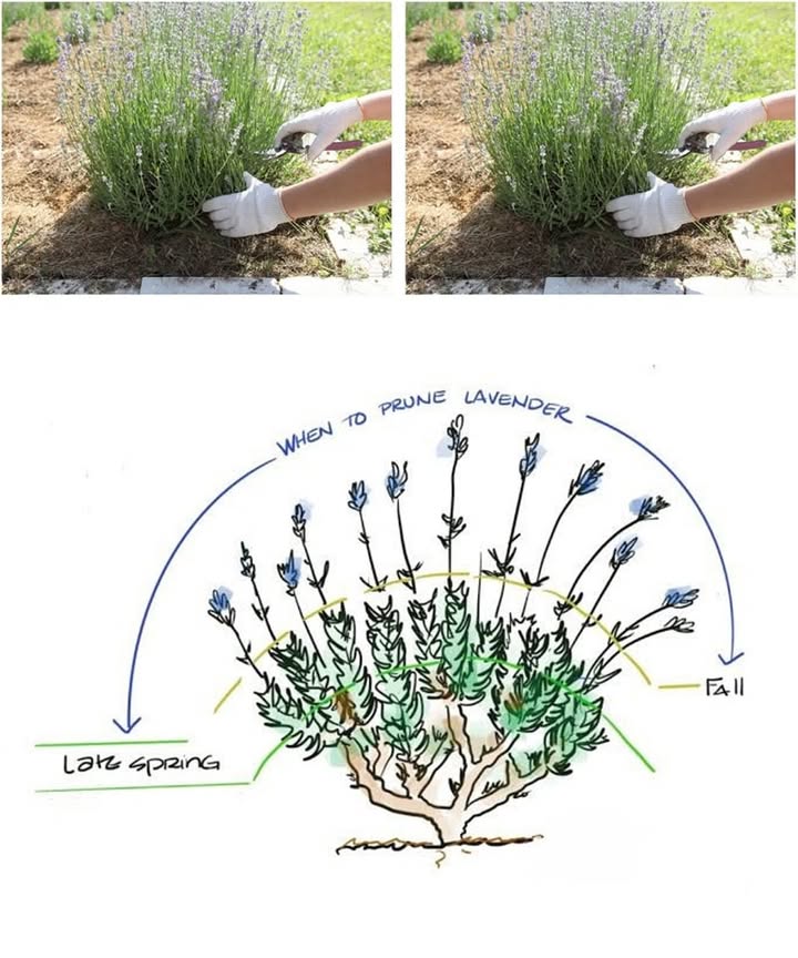 Lavender Pruning  Key Points in Brief

Prune annually to reduce woody growth and boost blooms.

In spring, remove winter-damaged stems.

Main pruning occurs post-flowering late summer.

In hot climates, early pruning may prompt a second flower bloom.

Trim up to two-thirds of green growth, avoiding old woody stems.

Shape the plant to your desired stylecompact or natural.

Use clean pruners, cutting just above new growth near the woody base.

Save spent blooms for sachets or closets.

Rejuvenate woody plants by layering: scratch, pin, and root a low stem.

Once rooted, cut and transplant the new plant.

Regular pruning ensures healthy, productive lavender.