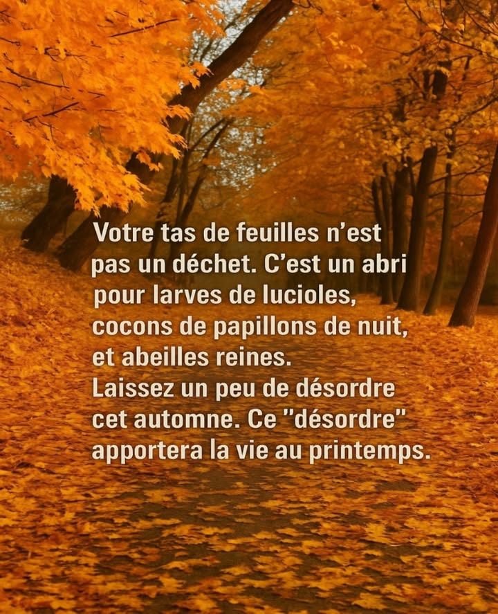 Laissez la nature respirer : ce désordre dautomne est un trésor de vie pour le printemps 曆