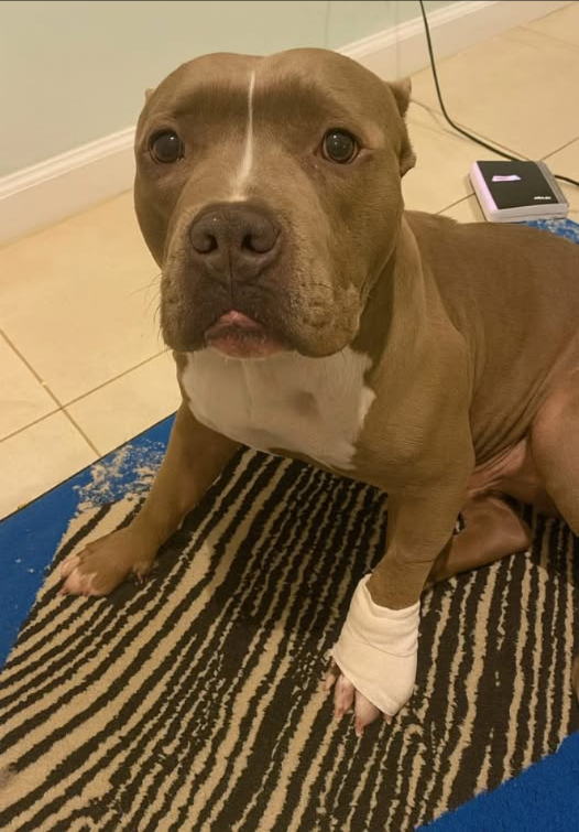 Hier, il sest passé quelque chose que je noublierai jamais. Jétais chez moi, en train de travailler, quand soudain je suis tombé lourdement. La douleur était insupportable. Je ne pouvais ni me relever, ni appeler à laide.
Mais Ham, mon fidèle compagnon, a tout de suite compris que quelque chose nallait pas. Il a accouru, sest mis à hurler, à gémir, à me pousser du museau, comme pour me réveiller, pour maider.
Dans un geste désespéré, il a même essayé de me traîner et cest à ce moment-là quil sest blessé à une patte. Mais malgré la douleur, il na pas abandonné. Il a continué à chercher de laide.
Ses cris ont alerté les voisins. Ils sont venus, ont compris la gravité de la situation et ont appelé les secours.
Aujourdhui, si je suis en vie, cest grâce à lui. À sa ténacité, à son courage, à son amour inconditionnel.
Ham nest pas  juste un chien . Cest ma famille. Mon héros. Mon plus cher ami.
Les chiens ne sont pas des animaux domestiques. Les chiens, ce sont des morceaux damour qui battent.