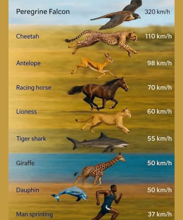 The Speed of Nature: Comparing the Fastest Creatures and Humans
Peregrine Falcon: 320 km/h

The Peregrine Falcon is the undisputed speed champion of the animal kingdom. Diving from great heights, it can reach a mind-blowing speed of 320 km/h 199 mph, making it faster than any other animal on Earth.

Cheetah: 110 km/h

The cheetah holds the title for the fastest land animal, reaching speeds of 110 km/h 68 mph. This speed allows it to chase down prey with unparalleled agility and precision.

Antelope: 98 km/h

Antelopes, known for their grace and speed, can sprint up to 98 km/h 61 mph, making them swift escape artists from predators.

Racing Horse: 70 km/h

Thoroughbred racehorses are built for speed, galloping at impressive speeds of 70 km/h 43 mph during races.

Lioness: 60 km/h

The lioness, an incredible hunter, can reach speeds of 60 km/h 37 mph when chasing down prey. Despite not being the fastest, shes still a formidable predator.

Tiger Shark: 55 km/h

Tiger sharks, often found in warm coastal waters, can reach speeds of up to 55 km/h 34 mph. Their quick bursts of speed help them catch fish and other prey in the ocean.

Giraffe: 50 km/h

Despite their long legs, giraffes can run surprisingly fast, reaching speeds of 50 km/h 31 mph when they feel threatened.

Dolphin: 50 km/h

Dolphins are known for their playful nature, but they can also speed through the water at 50 km/h 31 mph when chasing after prey or playing in the surf.

Human Sprinter: 37 km/h

The fastest human sprinter, Usain Bolt, can reach speeds of 37 km/h 23 mph during short sprints. While not nearly as fast as the animals listed above, human speed still impresses on the track!