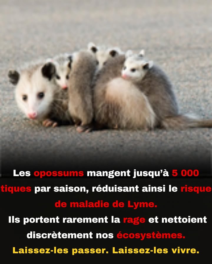Pas des nuisibles. Pas enragés. Juste des opossums  dévoreurs de tiques, protecteurs contre les maladies, nettoyeurs de la nuit.