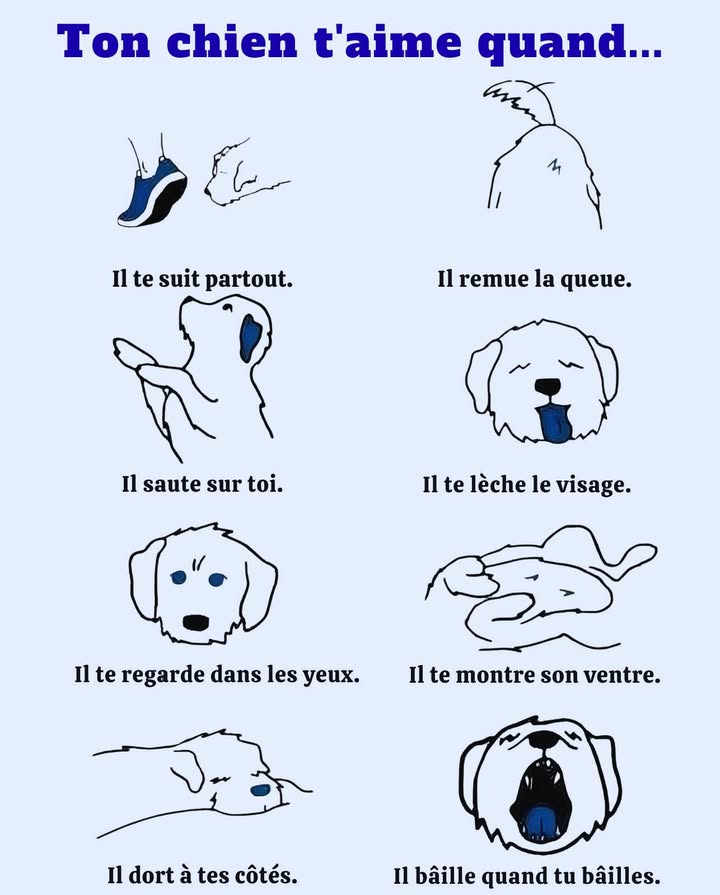 Signes que ton chien taime vraiment 

Le lien entre toi et ton chien se révèle dans ses gestes du quotidien.
Il te suit partout, remue la queue avec bonheur, saute pour te saluer, te lèche le visage avec affection et plonge son regard dans le tien, créant une connexion unique.
Il te montre son ventre en signe de confiance, dort près de toi pour se sentir en sécurité et bâille même quand tu bâilles.

 Des gestes simples qui traduisent un amour sincère, une fidélité absolue et un attachement profond.