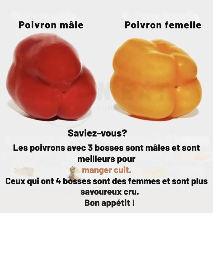 Les poivrons à trois bosses sont considérés comme des mâles et sont idéaux pour la cuisson, car leur texture est plus ferme.
Ceux qui ont quatre colis sont considérés comme des femelles et sont plus sucrés, ce qui les rend mieux crus dans des salades ou des plats frais.