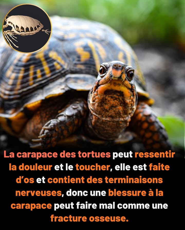 Carapace de tortue : bien plus quune armure
Plus quune coquille  cest un os vivant et sensible.

 Formée de côtes et de colonne vertébrale soudées, recouverte de kératine
 Contient des nerfs  perçoit la pression et la douleur
 Une blessure à la carapace = une grave lésion, comme une fracture
 Sensible au toucher  certaines apprécient les caresses douces
 Les fissures peuvent entraîner des infections et nécessitent un traitement
 Une partie vitale du corps de la tortue, ni amovible ni remplaçable

啕 Manipulez avec soin  ce nest pas juste une coquille, cest une partie delle.