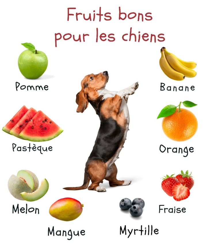 Des fruits pour les chiens ?
Oui, mais toujours avec modération !

Offrir un fruit de temps en temps à votre chien, cest une belle façon de varier son alimentation et de lui faire plaisir. Cependant, tous les fruits ne sont pas adaptés et certaines précautions simposent.

 Fruits conseillés en petites quantités : fraises, melons, pommes, bananes, mangues, myrtilles, oranges, pastèque…
 À éviter en excès ou au quotidien  ce sont des gourmandises, pas des repas complets !

 Bonnes pratiques :
 Laver soigneusement les fruits pour enlever les pesticides
 Couper en petits morceaux pour éviter létouffement
 Melon : sans peau ni pépins
 Pomme : retirer cœur et pépins  cyanure
 Banane : en rondelles
 Mangue : sans noyau, coupée en dés
 Myrtilles : bien lavées
 Orange : sans pépins ni peau
 Pastèque : sans pépins ni peau
 Première dégustation : donner une petite portion pour observer la réaction

 Astuce : Les fruits congelés font dexcellentes friandises glacées en été !
 Important : La plupart des fruits à noyau sont toxiques, sauf la mangue.
 En cas de doute, demandez conseil à votre vétérinaire.