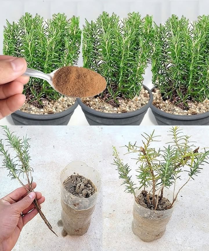 How to Grow Fresh Rosemary at Home All Year Long

Want a steady supply of fresh rosemary? Heres a simple way to propagate and grow it at home:

1. Place rosemary cuttings in a glass of water and wait for roots to form.

2. Once rooted, plant them in loose, well-draining soil in a pot.

3. Cover the pot with a clear plastic bag to maintain humidity and support root development.

4. Sprinkle a bit of cinnamon on the soil surface to prevent fungal growth and encourage healthy growth.

Perfect for your kitchen windowsill or garden.