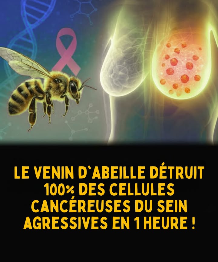 Des chercheurs australiens ont découvert que la mélithine, une molécule trouvée dans le venin dabeille , est capable de détruire 100% des cellules agressives du cancer du sein  y compris les types triple négatif et enrichis en HER2  en moins dune heure .
 Les cellules saines restent complètement intactes.
 Cette découverte représente un pas important vers des thérapies cancéreuses plus ciblées et moins toxiques.
