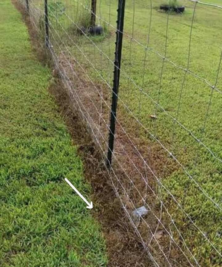 I came across a tip someone shared on Facebook and thought it was worth passing along.
Dissolve one box of Morton canning salt in a gallon of warm water. Then add a gallon of white vinegar, and slowly mix in one cup of Dawn dish soap.
Spray the mixture directly on weeds. It worked well for me and is much cheaper than store-bought herbicides.
Note: Salt doesnt dissolve in vinegar, so make sure to mix it with water first.