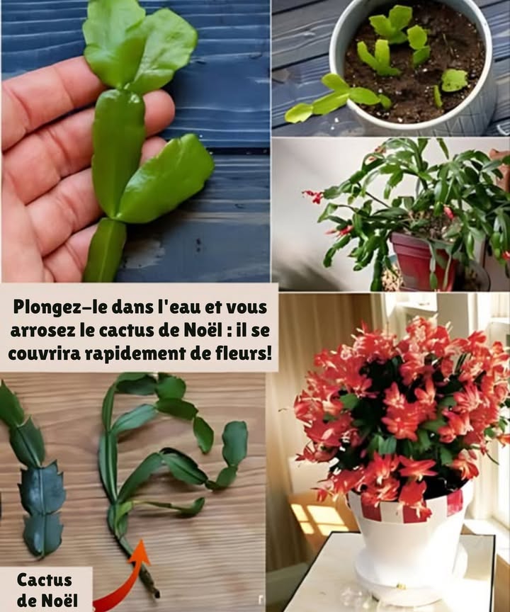 Arrosez le cactus de Noël et il se couvrira rapidement de fleurs
 Floraison
 Fleurit en hiver avec de petites boules qui deviennent des clochettes aux extrémités des feuilles
 Une attention régulière stimule une floraison abondante
 Fertilisation naturelle
 Charbon activé : écraser 12 comprimés, les mélanger au substrat, puis diluer 1 comprimé daspirine dans 1 L deau pour arroser
 Banane : couper en morceaux, laisser infuser 1 h dans leau, puis arroser avec cette solution riche en nutriments
 Emplacement
 En hiver : placer dans un espace chaud, comme une véranda vitrée
 Floraison optimale entre 10 et 13 C
 Après floraison : conserver dans un lieu frais et peu lumineux jusquà la fin du chauffage
 Arrosage
 Dès lautomne : réduire à deux arrosages par mois jusquà la floraison
 Éviter les excès pour protéger les racines
 Replantation et taille
 Ne pas replanter ni tailler en automne
 Réaliser ces opérations seulement au printemps ou en été
 Avec ces soins naturels, le cactus de Noël déploie une floraison éclatante et conserve toute sa vitalité au fil des saisons.