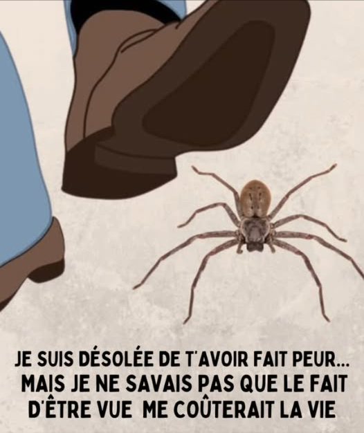 Les araignées évitent les humains et ne sont pas dangereuses dans la plupart des cas.
Si vous en voyez une à lintérieur, relogez-la doucement dehors au lieu de la tuer.
Elles ne cherchent pas à vous nuire  elles essaient simplement de vivre.
Soyez bienveillant envers toutes les formes de vie.