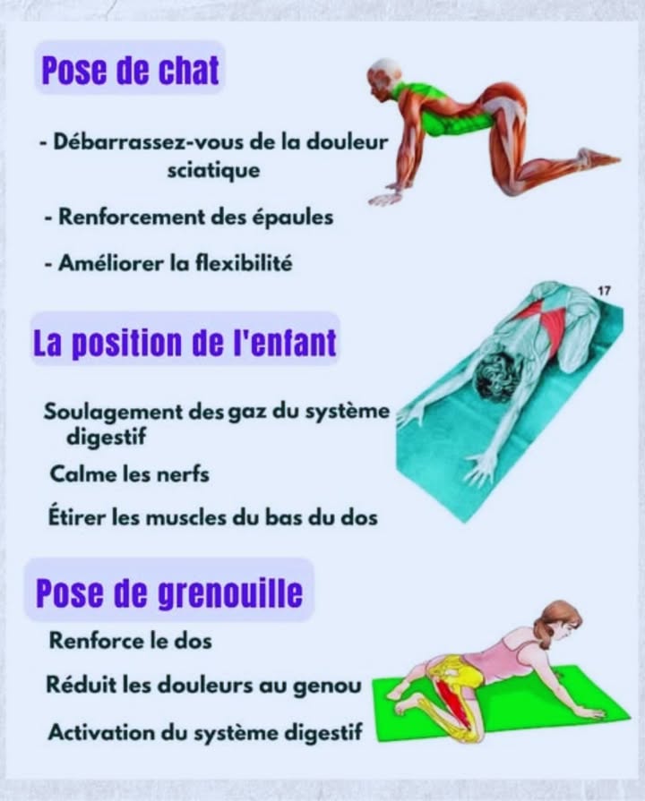 Posture du chat Marjaryasana : cette posture douce mobilise la colonne vertébrale et améliore la flexibilité du dos. En alternant entre larrondi et lextension du dos, elle détend les muscles lombaires et soulage efficacement les tensions dues à la sciatique. Elle favorise aussi la circulation sanguine dans la région pelvienne, aidant à réduire les douleurs nerveuses.
 Posture de lenfant Balasana : idéale pour calmer le mental et apaiser le corps, cette position aide à relâcher la tension dans labdomen et à stimuler les organes digestifs. En restant immobile et détendu, elle favorise une meilleure digestion, réduit les ballonnements et les gaz, tout en soulageant la fatigue accumulée dans le bas du dos.
 Posture de la grenouille Mandukasana : cette posture douverture des hanches renforce les muscles du dos et améliore la souplesse des genoux. En étirant les adducteurs et en relâchant la zone lombaire, elle aide à atténuer les douleurs articulaires et à améliorer la posture globale. Elle est particulièrement bénéfique après de longues périodes assises ou debout.