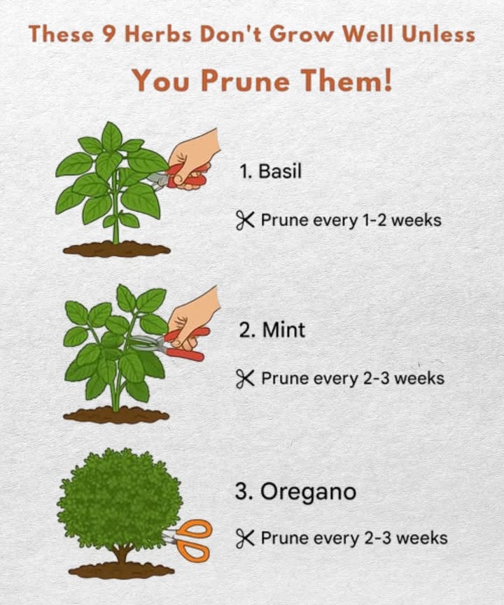 Keep Your Herbs Thriving! These 9 herbs grow better when trimmed regularly:
1. Basil
 Trim every 12 weeks
 Helps prevent flowering and boosts new growth
2. Mint
 Trim every 23 weeks
 Keeps the plant from taking over
3. Oregano
 Trim every 23 weeks
 Encourages bushier growth
4. Thyme
 Trim after blooming
 Promotes fresh shoots
5. Rosemary
 Trim in spring and summer
 Maintains shape and strength
6. Cilantro
 Trim every 12 weeks
 Extends harvest time
7. Parsley
 Trim once stems reach 4 inches
 Boosts fresh regrowth
8. Chives
 Cut back to the base every 2 weeks
 Keeps stalks tender and flavorful
9. Tarragon
 Trim regularly to prevent flowering
 Strengthens aroma and taste