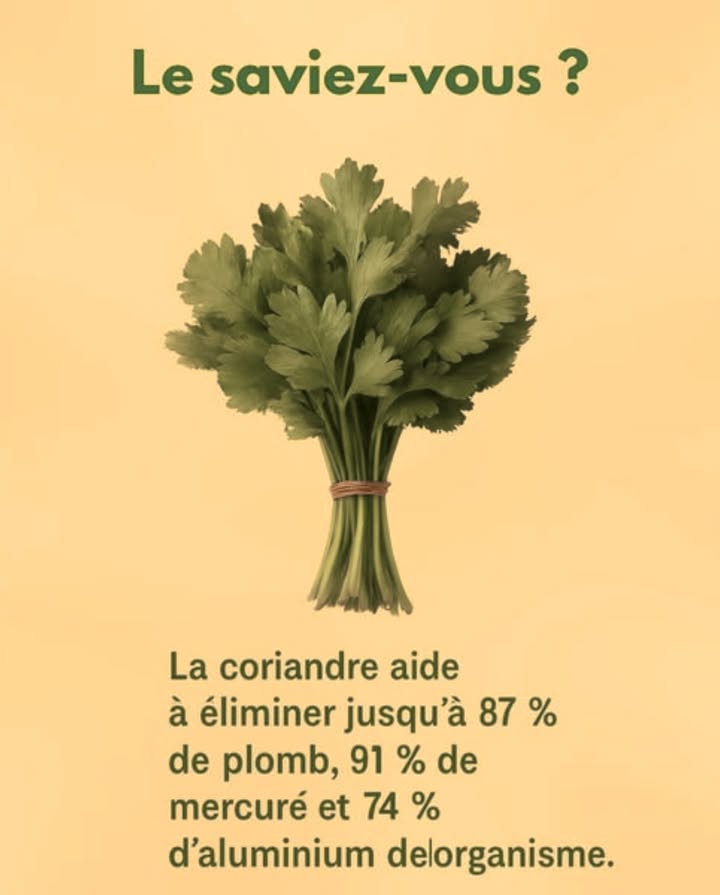 Le saviez-vous ?
La coriandre, aussi appelée cilantro, nest pas seulement une herbe aromatique pleine de saveur  cest aussi un excellent détoxifiant naturel. 
Des études montrent que la coriandre peut aider lorganisme à éliminer certains métaux lourds tels que :
 le plomb
 le mercure
 laluminium
Ces métaux peuvent saccumuler lentement dans le corps et perturber la vitalité, la mémoire et lhumeur. Grâce à ses composés actifs, la coriandre soutient le foie en facilitant lélimination douce de ces toxines et en favorisant un meilleur équilibre général. 
Intégrez-la fraîche dans vos salades, soupes, smoothies ou plats chauds pour profiter de ses bienfaits purifiants et digestifs.  Votre organisme vous en sera reconnaissant. 綾