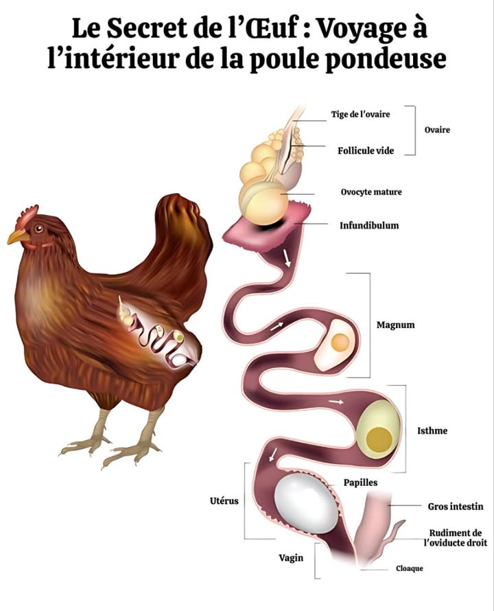 Le Secret de lŒuf : Voyage à lintérieur de la poule pondeuse 讀

Chaque œuf est le résultat dun mécanisme naturel précis et extraordinaire, accompli en moins de 24 heures. De lovocyte à lœuf dur, tout se joue à lintérieur de lanatomie reproductrice de la poule.

 Ovaire  Production des ovocytes futurs jaunes dœufs
 Infundibulum  Capture du jaune et éventuelle fécondation
 Magnum  Formation du blanc dœuf albumen
 Isthme  Ajout des membranes coquillières
 Utérus  Création de la coquille calcaire, coloration incluse
 Vagin & Cloaque  Passage final jusquà la ponte

Un processus sans besoin de coq, qui se répète chaque jour chez une poule en bonne santé.

 Comprendre ce cycle, cest honorer la nature, mieux nourrir ses poules et respecter leur rythme biologique.