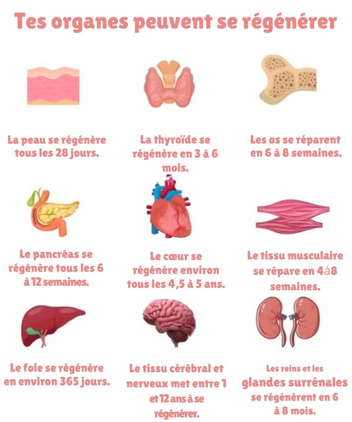 狀 Remèdes de grand-mère de la Seconde Guerre mondiale 
暈 Oignon et miel
Puissant mélange naturel aux propriétés antibactériennes et apaisantes contre les infections respiratoires et la toux.
 Infusion de camomille
Sédative et digestive, utilisée pour calmer les douleurs abdominales, le stress et les symptômes de grippe.
凜 Cataplasme de pomme de terre
Remède apaisant pour les brûlures, les irritations et les inflammations cutanées.
蓼 Eau salée
Solution naturelle pour les gargarismes ou la désinfection des petites plaies.
塞 Feuilles de chou
Compresses anti-inflammatoires pour soulager les douleurs articulaires, les gonflements et la mastite.
直 Charbon actif
Employé pour neutraliser les toxines et soulager les troubles intestinaux.
Méthodes simples, naturelles et efficaces héritées du savoir ancestral.
