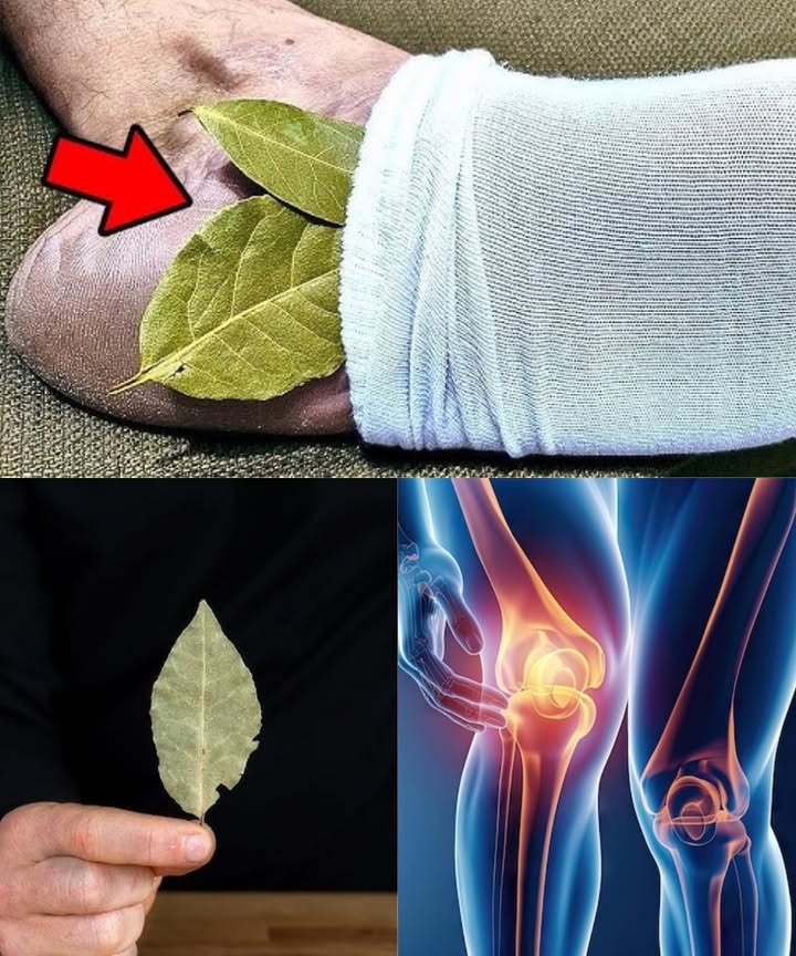 Bay Leaf in Your Sock: Natural Pain Relief
Slip 12 clean, dry bay leaves into each sock near the heel. Wear overnight or for a few hours daily for up to two weeks.

 Benefits:

Eases joint and muscle pain eugenol

Fights foot germs

Calms and improves sleep

Supports circulation

 Ideal for foot pain, arthritis, muscle tension, or poor circulation.

A simple, ancient way to stay comfortable  naturally.
