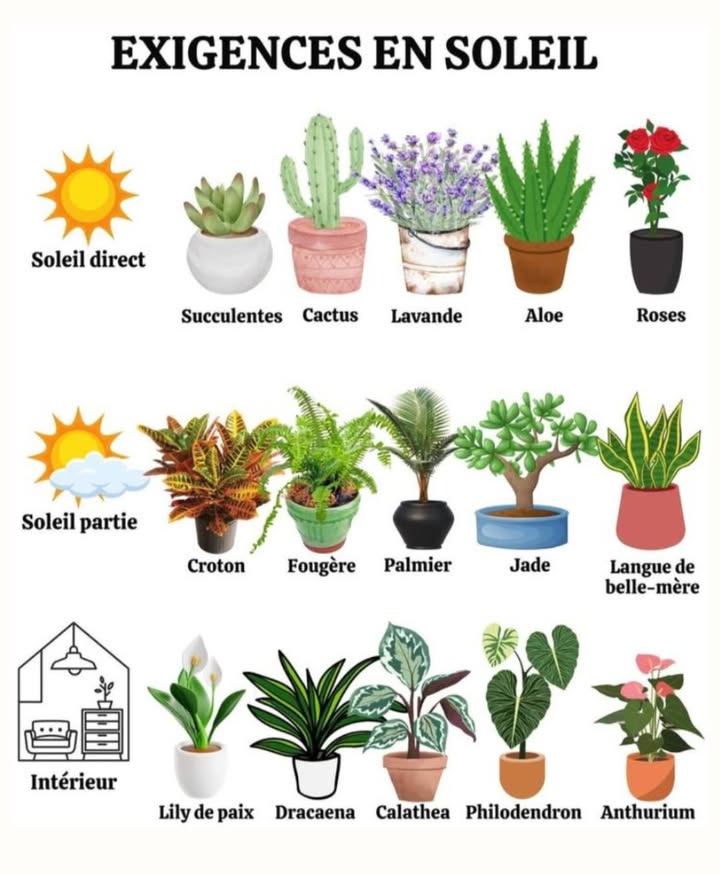Comment bien placer vos plantes selon leurs besoins en soleil ?

Toutes les plantes naiment pas la même exposition. Pour quelles sépanouissent, voici un petit guide pratique 

 Soleil direct

 Succulentes, cactus, lavande, aloe, roses
 Idéal près dune fenêtre plein sud ou sur un balcon bien exposé.

 Soleil partiel mi-ombre

 Croton, fougère, palmier, jade, langue de belle-mère
 Placez-les à la lumière douce, derrière un voilage ou près dune fenêtre est/ouest.

 Intérieur lumière indirecte

 Lily de paix, dracaena, calathea, philodendron, anthurium
 Elles se plaisent dans un coin lumineux mais sans soleil direct.

 Astuce : Tournez vos plantes régulièrement pour une croissance harmonieuse.
 Observez les feuilles : si elles jaunissent ou brûlent, cest peut-être un excès de soleil , si elles saffaiblissent, elles manquent sûrement de lumière.

 Bien choisir lemplacement de vos plantes, cest leur garantir santé et longévité