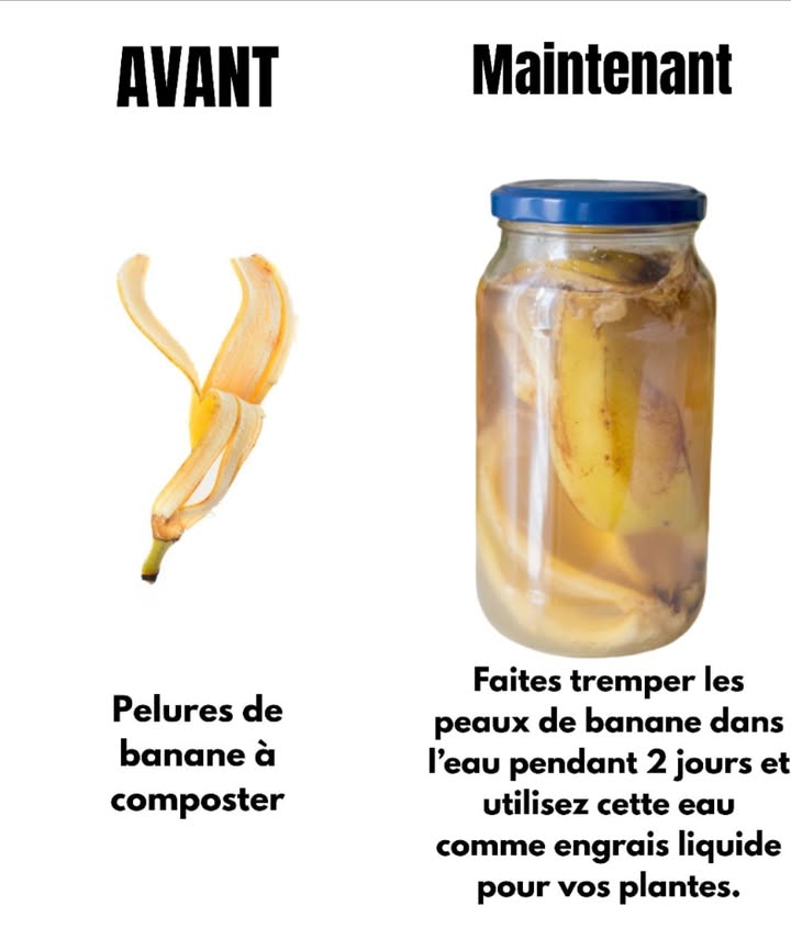 Transformer les peaux de banane en engrais naturel

 Conservez vos épluchures de banane au lieu de les jeter.
 Mettez-les à tremper dans de leau pendant 48 heures.
 Leau se charge en nutriments essentiels potassium, magnésium, calcium.
 Utilisez ensuite ce liquide pour arroser vos plantes.
 Résultat : une croissance plus vigoureuse et des plantes en meilleure santé.