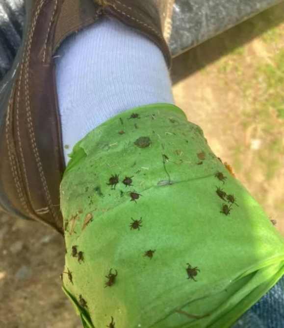 Pendant les travaux de jardinage au printemps, gardez à lesprit cette astuce efficace pour attraper les tiques :
1. Enveloppez du ruban autour de vos chevilles avec le côté adhésif tourné vers lextérieur.
2. Cest ainsi que vous attrapez les tiques qui essaient de grimper sur vos jambes.