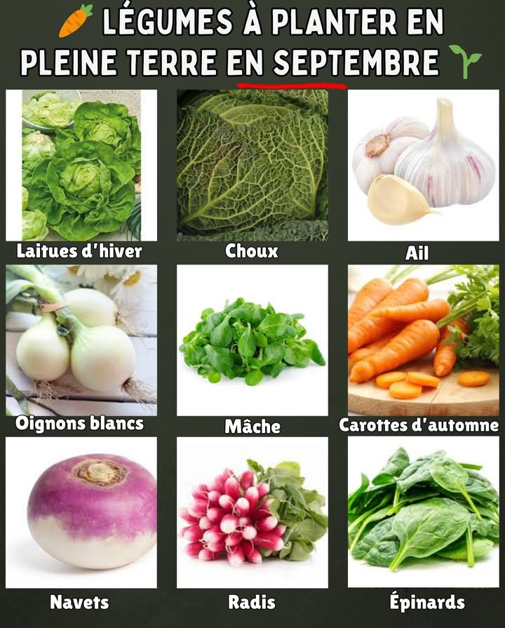 凌 Légumes à planter en pleine terre en septembre 

 Épinards  supportent bien la fraîcheur et se récoltent rapidement.
 Radis  croissance express, parfaits pour des récoltes dautomne.
 Navets  rustiques, idéals pour lhiver.
 Carottes dautomne  semis encore possible pour une conservation longue.
 Mâche  facile, résistante au froid, idéale pour les salades.
 Oignons blancs  à semer pour une récolte au printemps.
 Ail  mise en terre en fin de mois pour une belle production.
 Choux  variétés tardives adaptées aux récoltes dhiver.
 Laitues dhiver  semées en septembre, elles assurent des feuilles fraîches en basse saison.

 Septembre est le bon moment pour préparer le potager dautomne et dhiver.