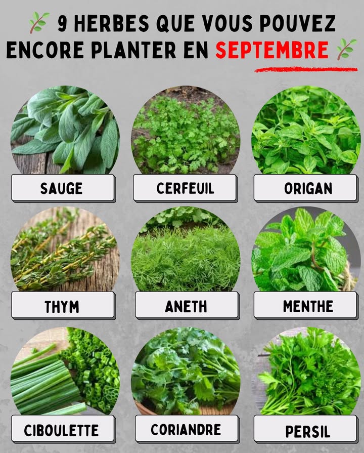 9 Herbes que vous pouvez encore planter en septembre 

 Persil  résistant au froid, pousse vite et reste productif.
 Coriandre  idéale pour lautomne, aime les températures plus douces.
 Ciboulette  vivace, parfaite pour des récoltes au printemps prochain.
 Menthe  se développe bien en pot ou en pleine terre, même en fin de saison.
 Aneth  germe rapidement et supporte les nuits fraîches.
 Thym  plante robuste qui sinstalle facilement en automne.
 Origan  senracine bien avant lhiver, prêt à repartir au printemps.
 Cerfeuil  préfère la fraîcheur de lautomne, récolte rapide.
 Sauge  vivace aromatique, idéale pour enrichir le jardin dhiver.

 Astuce : privilégiez un emplacement ensoleillé et un sol bien drainé pour assurer une bonne reprise, même en fin de saison.