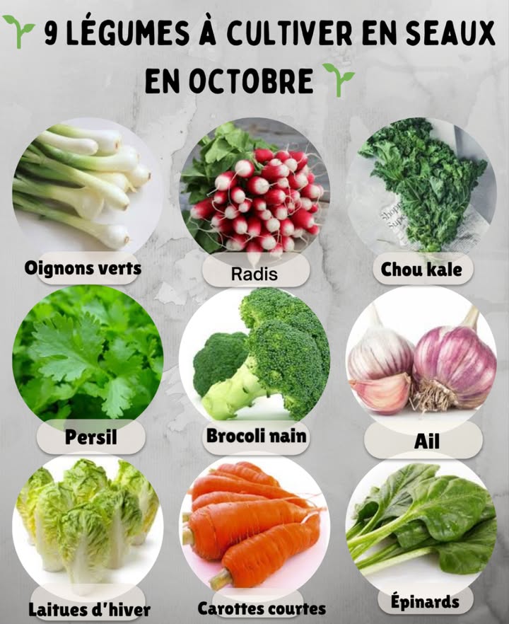 9 Légumes à cultiver en seaux en octobre 

 Épinards  Semis rapides et récoltes tendres pour lautomne.
凌 Carottes courtes  Variétés naines idéales pour contenants.
綾 Laitues dhiver  Feuilles croquantes, pousse rapide même au frais.
龍 Ail  Plantez les caïeux maintenant pour une récolte au printemps.
復 Brocoli nain  Compact et productif en bac profond.
 Persil  Résistant au froid, récolte feuille à feuille.
塞 Chou kale  Supporte le froid et pousse longtemps en pot.
 Radis  Croissance éclair, parfait pour petits contenants.
暈 Oignons verts  Simples à cultiver, récolte progressive.

 Astuce : utilisez des seaux de 10 à 20 L avec trous de drainage et un terreau riche en compost pour favoriser la croissance.