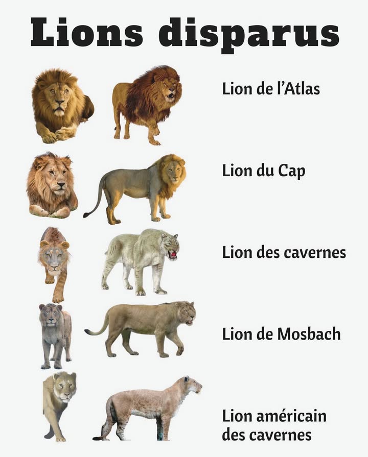 女 Lions disparus  
Autrefois, ces grands félins régnaient sur les jungles, les savanes et dans les cavernes   

女 Lion de lAtlas  Le roi majestueux du nord de lAfrique  
女 Lion du Cap  Force et crinière sombre dAfrique du Sud  
女 Lion des cavernes  Colosse préhistorique de la glace  
女 Lion de Mosbach  Ancêtre redoutable du lion moderne  
女 Lion américain des cavernes  Le plus grand félin de lhistoire  

 Échos dun rugissement éteint, mais vivant à travers les légendes.