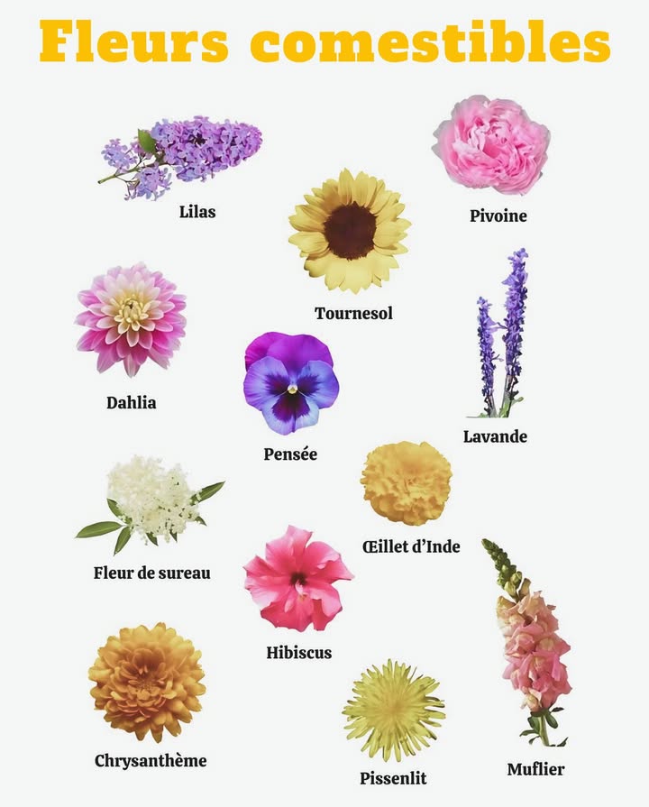 Fleurs comestibles : beauté et saveurs dans lassiette 

 Lilas  en sirop, gelée ou pâtisseries, notes florales raffinées.
 Pivoine  pétales sucrés pour salades, desserts et infusions.
 Dahlia  pétales croquants et colorés, tubercules comestibles.
 Pensée  décorative, goût discret pour salades et desserts.
 Lavande  biscuits, glaces, infusions, sucré ou salé.
 Fleur de sureau  sirop, champagne de sureau, desserts fruités.
 Œillet dInde  saveur poivrée et épicée, parfait en salades.
 Hibiscus  boissons acidulées et rafraîchissantes bissap, karkadé.
 Chrysanthème  en infusion, soupe ou plats sautés, goût amer.
 Pissenlit  en sirop, gelée ou cru, riche en nutriments.
 Muflier  pétales légèrement amers, touche gastronomique.

 Les fleurs comestibles allient beauté, santé et gourmandise pour une cuisine créative et colorée.
