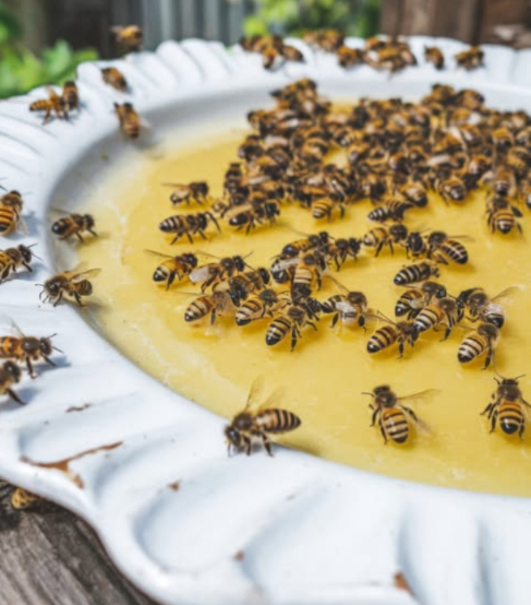 En été, les abeilles ont soif et faim : un petit geste peut tout changer 
Pendant les mois chauds, les fleurs se font rares, leau aussi et les abeilles peinent à survivre. Beaucoup se noient en essayant de boire dans les piscines ou les soucoupes trop profondes.
 Astuce douce et salvatrice :
Râper une pomme et déposer les morceaux dans un bol rempli deau.
Les abeilles peuvent ainsi se poser en sécurité, se nourrir des sucres naturels de la pomme et shydrater sans danger.
 Un geste simple, naturel et bienveillant pour soutenir nos pollinisateurs en détresse.
Chaque bol deau fruitée devient un refuge de vie.
Aidons-les à survivre, elles nous le rendent au centuple.
