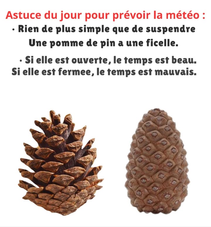 Les pommes de pin et la météo 

 Les pommes de pin sont de véritables baromètres naturels.
 Quand le temps est sec et ensoleillé, elles souvrent pour libérer leurs graines.
 Lorsque lair est humide ou quil va pleuvoir, elles se referment pour se protéger.
 Suspendre une pomme de pin à une ficelle permet donc de lire facilement la météo du jour.
 Simple, écologique et ingénieux, ce petit geste rappelle à quel point la nature nous offre ses propres indicateurs.