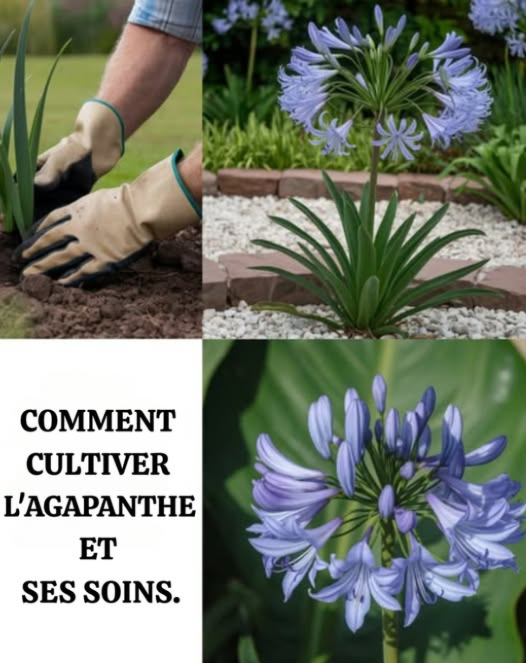 Agapanthe en fleurs : secrets de culture et dentretien du lys africain 
 Emplacement idéal
 Plein soleil 6 à 8 h/jour  mi-ombre recommandée en climat très chaud
 Sol fertile, humide et bien drainé
 Agapanthus africanus préfère les sols légèrement acides
 En pot : choisir une jardinière large plutôt que profonde, pour laisser de lespace aux rhizomes
 Plantation des rhizomes
 Période : au printemps, après les dernières gelées sol  10 C
 Profondeur : 5 cm, espacement de 3045 cm
 Position : pointe vers le haut, couvrir de terre, arroser
 Protection : pailler en climat froid pour éviter les dégâts du gel
 Arrosage & soins
 Phase de croissance : garder le sol humide
 Plante établie :
 Été : 23 arrosages par semaine
 Hiver : 1 arrosage toutes les 2 semaines
 Fertilisation équilibrée
 Engrais au printemps puis 2 mois après
 Formule : 10-10-10 ou 5-5-5, riche en phosphore
 Stopper la fertilisation en fin dété
 Entretien post-floraison
 Couper les fleurs fanées pour encourager de nouveaux boutons
 Laisser les feuilles pour nourrir le bulbe via la photosynthèse
 Problèmes courants
 Pas de floraison :
 Trop dombre
 Températures trop basses
 Manque de protection hivernale
 Soins en hiver
 Régions > 0 C : les rhizomes restent en terre
 Régions froides :
 Déterrer avant les premières gelées
 Conserver en pot à lintérieur 1215 C, lumineux
 Arroser très peu, juste pour garder le sol légèrement humide
 Une agapanthe bien soignée toffrira chaque année une explosion de fleurs élégantes et exotiques.