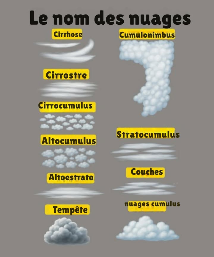 Les nuages sont des formations de gouttelettes deau ou de cristaux de glace qui flottent dans latmosphère. Comprendre leur classification est crucial pour saisir leur rôle dans le système climatique. La classification internationale des nuages repose sur leur altitude et leur forme.

Types de nuages

Nuages élevés

– Cirrus : Ce sont des nuages hauts et fins, constitués de cristaux de glace, situés à plus de 6 000 mètres 20 000 pieds.

– Cirrostratus : Ces nuages hauts et uniformes couvrent tout le ciel. Composés également de cristaux de glace, ils se trouvent à une altitude supérieure à 6 000 mètres 20 000 pieds.

– Cirrocumulus : Ce sont de petits nuages élevés, formés de cristaux de glace, situés à plus de 6 000 mètres 20 000 pieds.

Nuages de moyenne altitude

– Altocumulus : Nuages de taille moyenne à petite, contenant des gouttelettes deau et des cristaux de glace, situés entre 2 000 et 6 000 mètres daltitude.

– Altostratus : Ces nuages uniformes de moyenne altitude couvrent lensemble du ciel, formés de gouttelettes deau et de cristaux de glace, situés entre 2 000 et 6 000 mètres daltitude.

Nuages de basse altitude

– Stratocumulus : Nuages bas et uniformes couvrant tout le ciel, composés de gouttelettes deau, à une altitude inférieure à 2 000 mètres 6 500 pieds.

– Stratus : Ces nuages bas sont également uniformes et couvrent tout le ciel. Ils sont formés de gouttelettes deau, à une altitude inférieure à 2 000 mètres 6 500 pieds.

– Cumulus : Petits nuages bas constitués de gouttelettes deau, situés à moins de 2 000 mètres 6 500 pieds.

Nuages verticaux

– Orage : Ce sont des nuages verticaux denses, composés de gouttelettes deau et de cristaux de glace. Ils sélèvent au-dessus de 3 000 mètres 10 000 pieds et peuvent produire pluie, grêle et éclairs.

– Cumulonimbus : Ces nuages verticaux denses sont constitués à la fois de gouttelettes deau et de cristaux de glace. Se trouvant à plus de 3 000 mètres 10 000 pieds, ils peuvent générer pluie, grêle et éclairs.

 Explorez le monde fascinant des nuages !