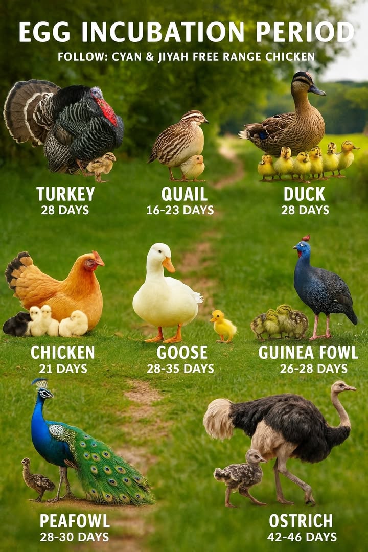 Egg Incubation Periods

Turkey: Around 28 days; the young is called a poult.

Quail: 1623 days depending on species 1718 days for Japanese quail, about 23 days for Bobwhite quail.

Duck: Usually 28 days, but Muscovy ducks take about 35 days.

Chicken: About 21 days, with controlled temperature, humidity, and regular turning.

Goose: 2835 days depending on breed lighter breeds hatch in 2830 days, heavier breeds in 3235 days.

Guinea Fowl: 2628 days, similar to turkeys.

Peafowl: 2830 days, incubated mainly by the female.

Ostrich: 4246 days, with incubation shared between male and female.