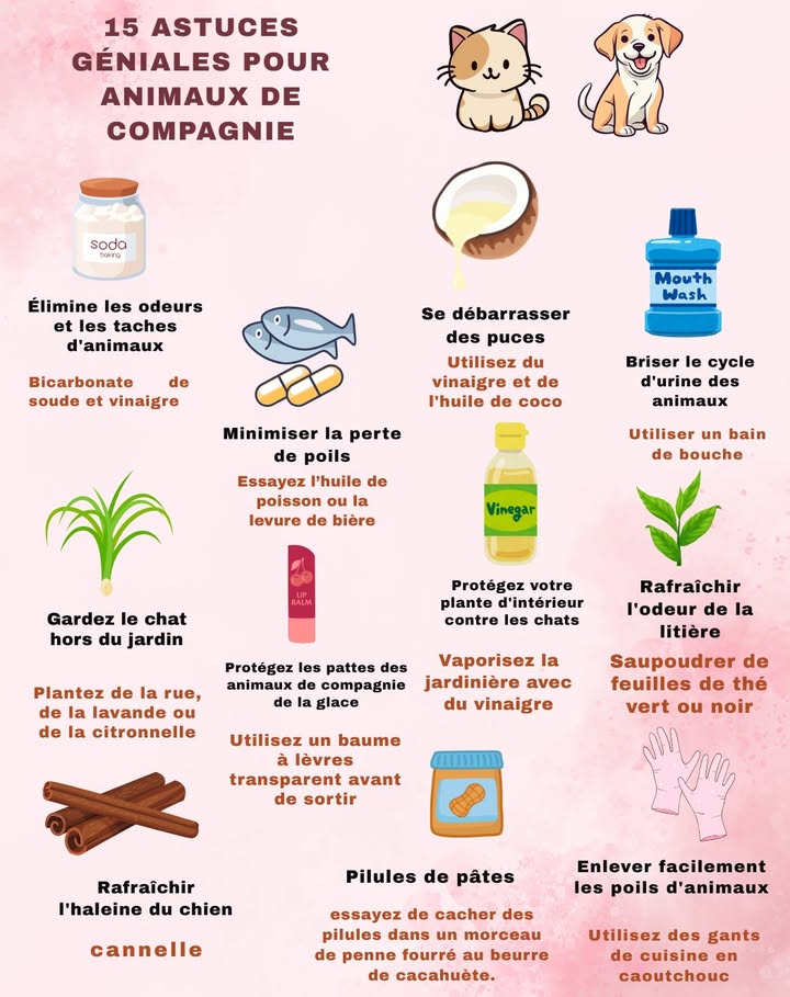 Des conseils indispensables pour les propriétaires de chiens et de chats