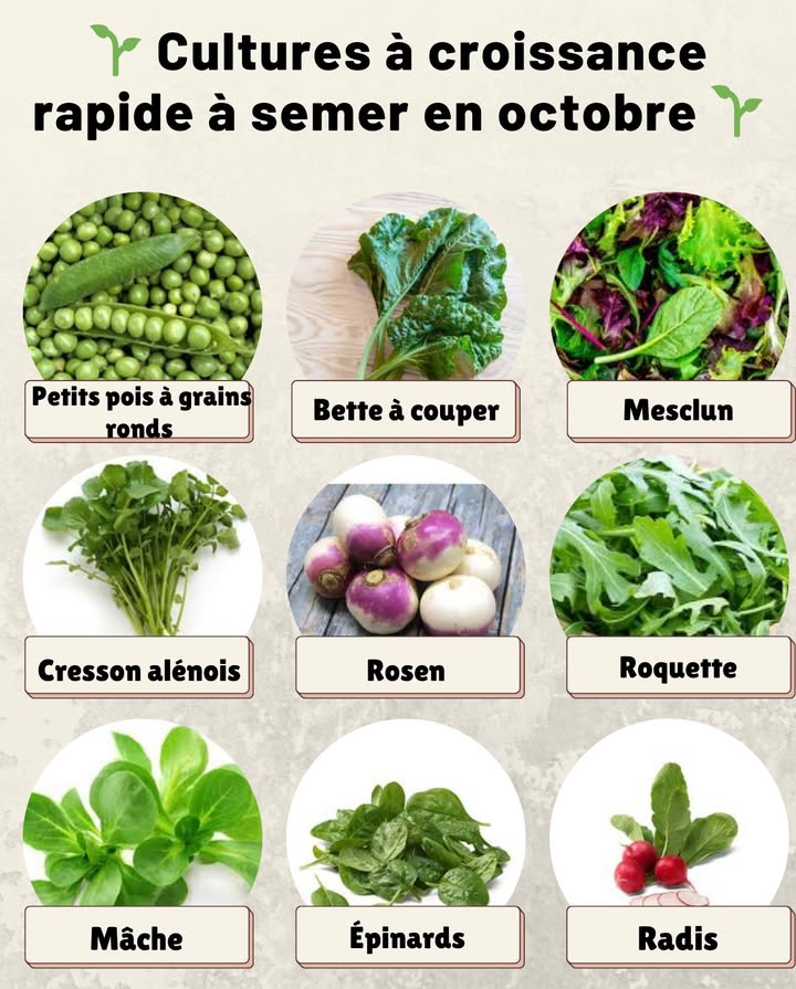 Cultures à croissance rapide à semer en octobre 

 Radis  Germination en 3 à 5 jours et récolte en moins dun mois, même sous tunnel froid.

 Épinards  Semés en octobre, ils produisent des jeunes feuilles tendres en 4 à 6 semaines.

 Mâche Doucette  Supporte le froid et se récolte en feuilles fraîches tout lhiver.

 Roquette  Croissance express, idéale pour des salades épicées après 30 à 40 jours.

 Navets primeurs  Variétés rapides qui offrent de jeunes racines et feuilles en un mois et demi.

 Cresson alénois  Germination ultra-rapide et récolte des pousses en moins de 15 jours.

 Mesclun  Mélange de jeunes pousses prêt en 3 à 5 semaines pour des salades variées.

 Bette à couper blettes  Semis doctobre pour récolter des feuilles tendres dès le début du printemps.

 Petits pois à grains ronds  Variétés précoces à semer en automne pour récolte printanière hâtive.
