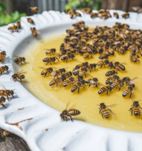 En été, les abeilles ont soif et faim : un petit geste peut tout changer 
Pendant les mois chauds, les fleurs se font rares, leau aussi et les abeilles peinent à survivre. Beaucoup se noient en essayant de boire dans les piscines ou les soucoupes trop profondes.
 Astuce douce et salvatrice :
Râper une pomme et déposer les morceaux dans un bol rempli deau.
Les abeilles peuvent ainsi se poser en sécurité, se nourrir des sucres naturels de la pomme et shydrater sans danger.
 Un geste simple, naturel et bienveillant pour soutenir nos pollinisateurs en détresse.
Chaque bol deau fruitée devient un refuge de vie.
Aidons-les à survivre, elles nous le rendent au centuple.