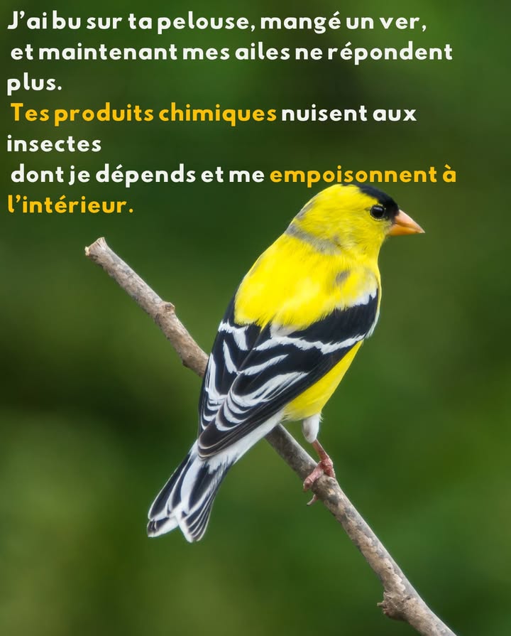 Ce gazon parfait a un prix mortel 
Sous la verdure se cache une vérité toxique : les pesticides et herbicides ne sarrêtent pas aux nuisibles.
Ils pénètrent le sol, polluent leau, et se retrouvent dans le bec des oiseaux.
Chaque pelouse idéale propage des ondes de destruction dans toute la chaîne alimentaire.
Choisis le soin plutôt que le contrôle  laisse la nature respirer et sépanouir. 

#EcoFriendlyGardening #ProtectWildlife #NatureOverChemicals