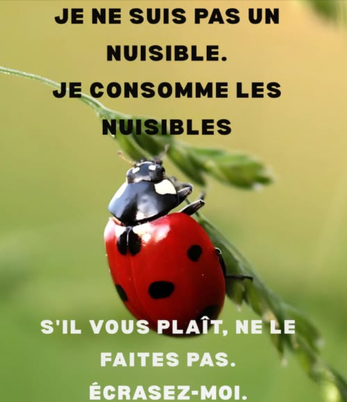 Coccinellidae : Les coccinelles
 Famille de petits coléoptères très répandue
 Connues sous le nom de ladybugs en Amérique du Nord
 Appelées ladybirds au Royaume-Uni
 Les entomologistes préfèrent utiliser le terme coccinelles pour éviter toute confusion avec les véritables punaises
Pourquoi les garder dans votre jardin ?
 Elles sont des prédateurs naturels des pucerons et des cochenilles
 Elles contribuent à la lutte contre les ravageurs sans recourir aux produits chimiques
Astuce
 Attirez-les en plantant de laneth, du fenouil et des œillets dInde