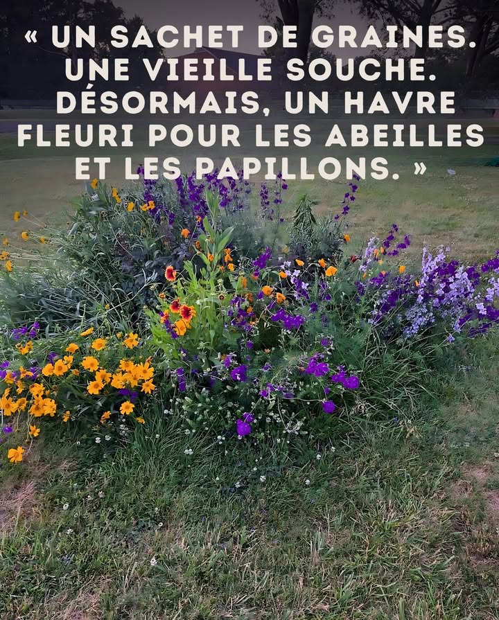 Il a suffi dun sachet de graines de fleurs sauvages 
et la vieille souche sest transformée en bouquet vivant, vibrant de vie. 曆

Parfois, les expériences les plus simples au jardin
donnent les surprises les plus magnifiques.