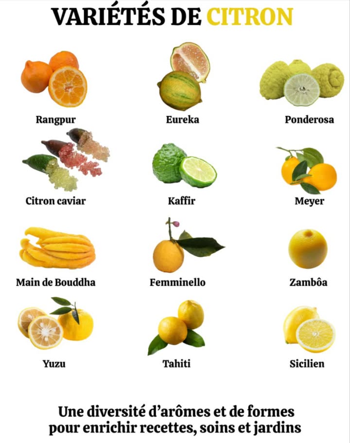 Le citron Citrus limon : un trésor polyvalent
Ce fruit de la famille des Rutacées brille autant en cuisine quen cosmétique naturelle.

 Origine du citron
Cultivé depuis lAntiquité dans le bassin méditerranéen, le citron serait un hybride naturel entre le cédrat Citrus medica et lorange amère Citrus aurantium. Les Grecs et les Romains lutilisaient déjà dans leurs préparations.

 Variétés de citron les plus connues :

 Eureka : variété classique, ovale et de taille moyenne
 Lisboa : plus allongé, avec un calibre généreux
 Meyer : croisement avec lorange, petit et arrondi
 Ponderosa : très gros fruit à la forme remarquable

 Un citron, mille usages pour enrichir ton quotidien naturellement.