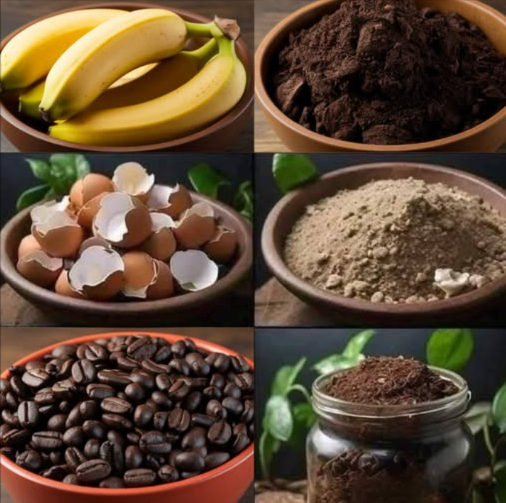 12 engrais naturels que vous avez déjà à la maison 
1. Peaux de banane  Enterrées ou infusées, elles apportent un fort taux de potassium pour renforcer vos plantes.
2. Marc de café  Parfait pour enrichir les sols acides et nourrir rosiers, hortensias ou myrtilles.
3. Coquilles dœuf  Broyées, elles offrent un apport de calcium qui fortifie les racines.
4. Sel dEpsom  Une cuillère à café diluée dans 1 L deau pour booster le magnésium du sol.
5. Mélasse  Nourrit les micro-organismes bénéfiques et améliore la vitalité des plantes.
6. Eau daquarium  Utilisez-la pour arroser et apporter un cocktail naturel de nutriments.
7. Cendre de bois  Source de potassium et de calcium, à doser avec précaution.
8. Gélatine  Dissoute dans leau, elle stimule la croissance des feuilles.
9. Lait  Coupé avec de leau, il favorise la floraison grâce à son calcium et ses protéines.
10. Algues marines  Hachées et intégrées au sol pour minéraux et hormones de croissance.
11. Eau de cuisson des légumes  Refroidie, elle devient un bouillon riche en nutriments.
12. Infusion de plantes  Ortie, camomille ou autres herbes pour un apport naturel et régénérant.
De simples ingrédients du quotidien pour un jardin plus sain, productif et respectueux de la nature